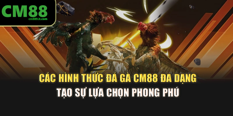 Các hình thức đá gà CM88 đa dạng, tạo sự lựa chọn phong phú