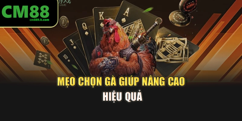 Mẹo chọn gà giúp nâng cao hiệu quả