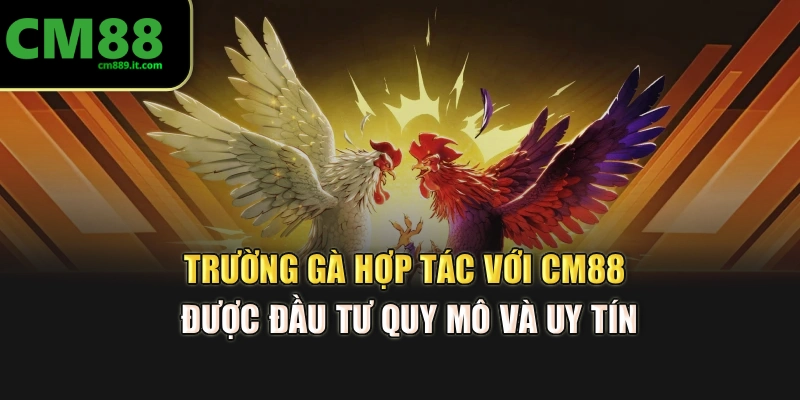 Trường gà hợp tác với CM88 được đầu tư quy mô và uy tín